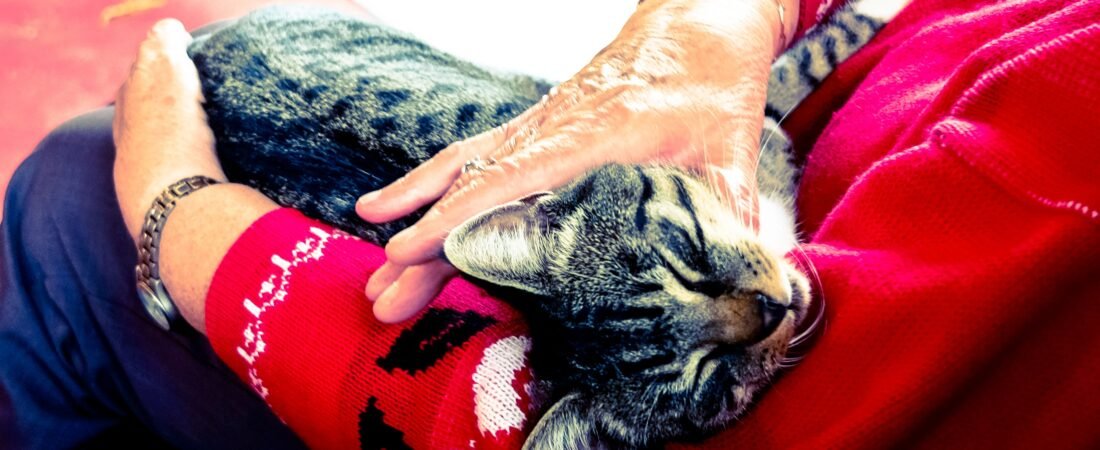Pet idoso: 7 sinais de alerta e o guia completo de cuidados veterinários